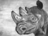 2012-07-julho-24-rinoceronte-branco