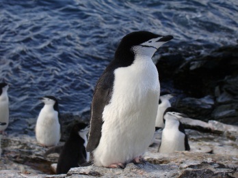 Pygoscelis antarctica - pinguim-antártico (Foto: Jaqueline Brummelhaus)